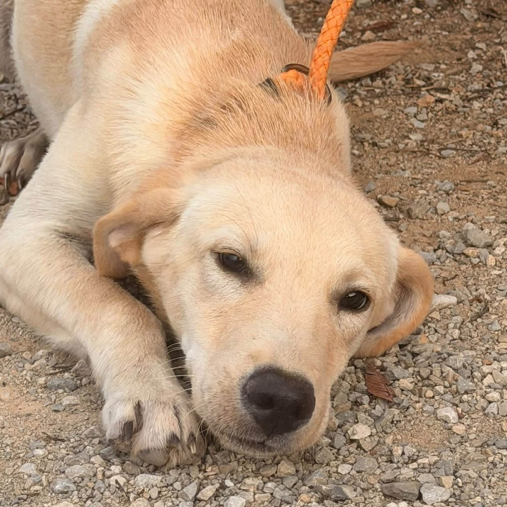 ALABAMA - Mixed Breed (Medium) / Mixed Breed (Medium) available for adoption