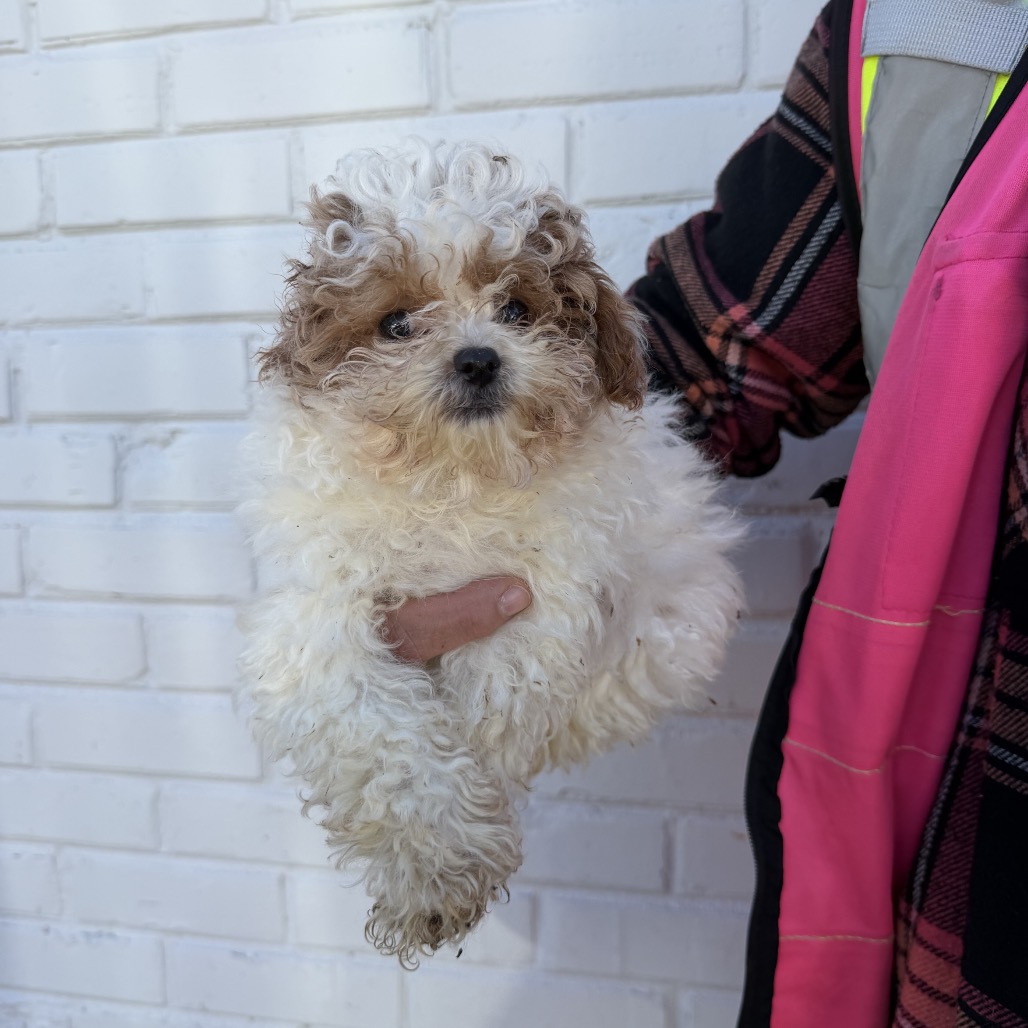 Poodle