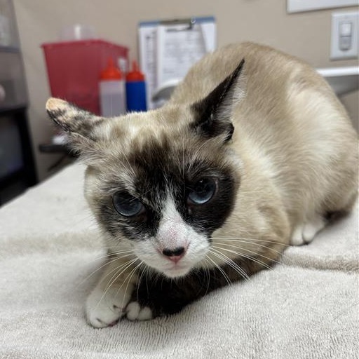 Nebula: Female 22 Domestic Medium Hair
