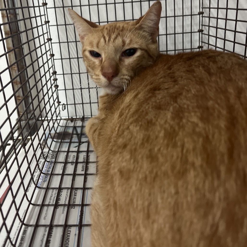 Borris, available for adoption at PVAS