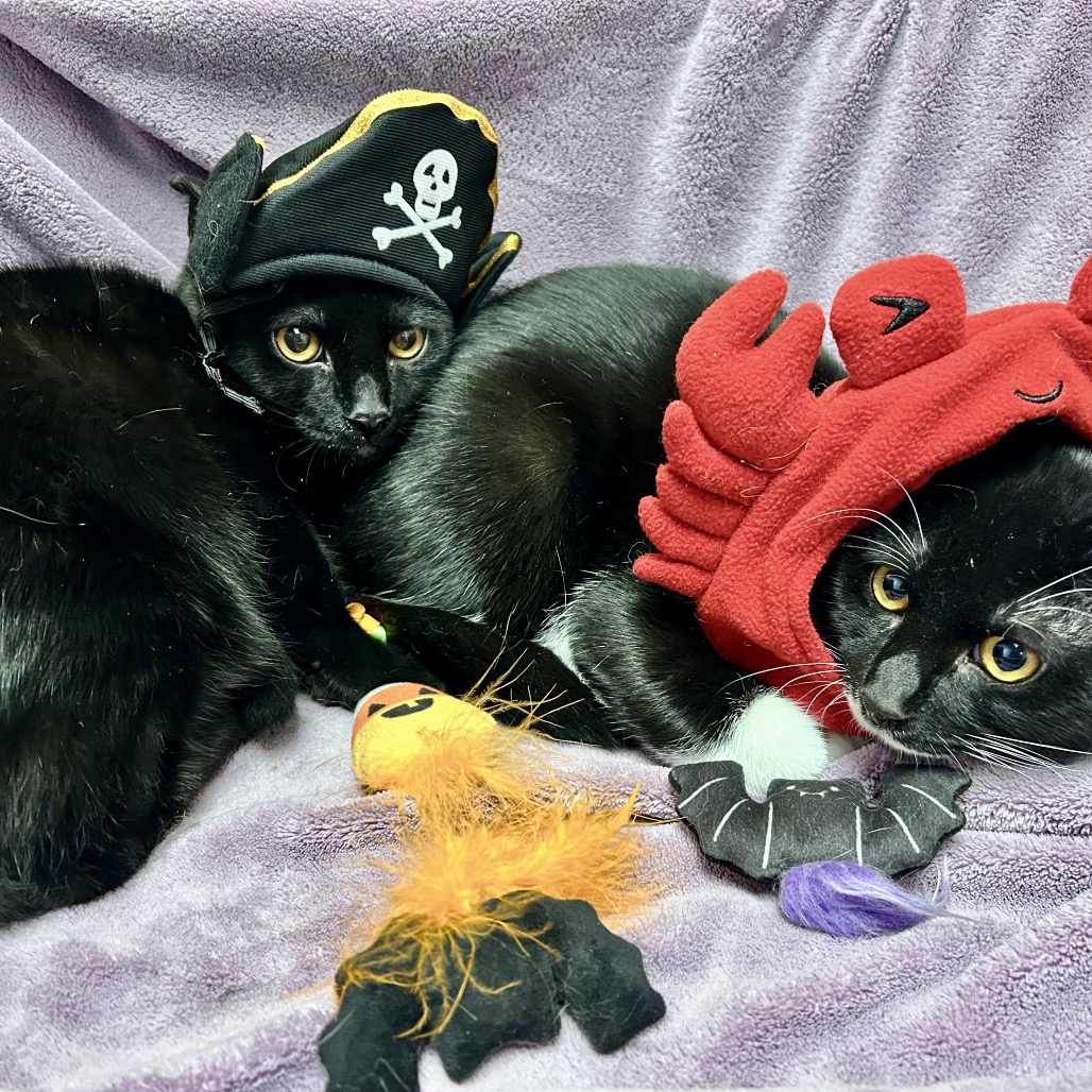 CAPTAIN HOOK - Domestic Shorthair available for adoption