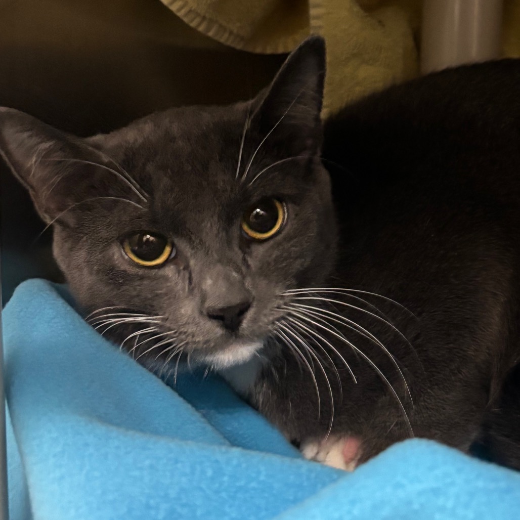 Nari — thumbnail 2