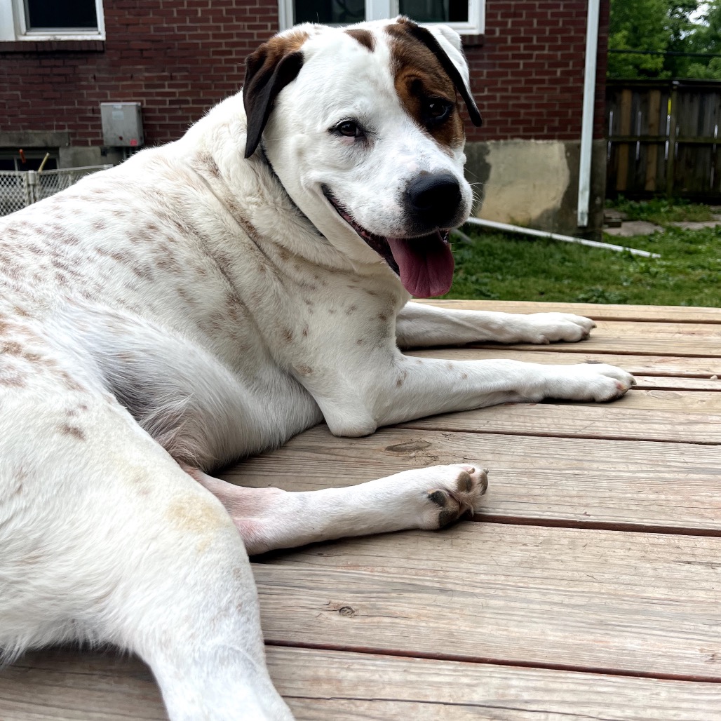Bandito, photo 5