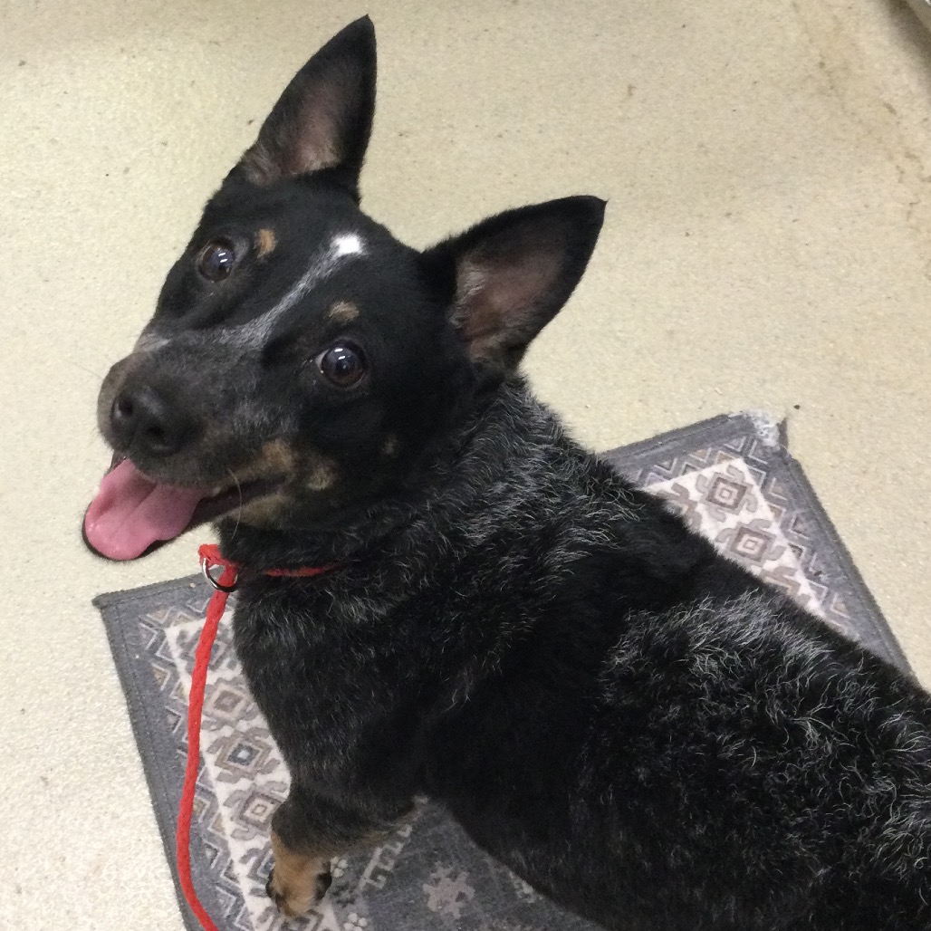 HONKY TONK - Cattle Dog / Australian (Blue Heeler) available for adoption