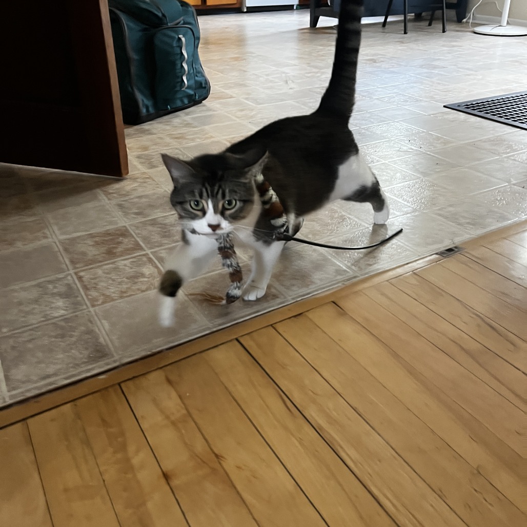 Blossom - Available from Foster, photo 10