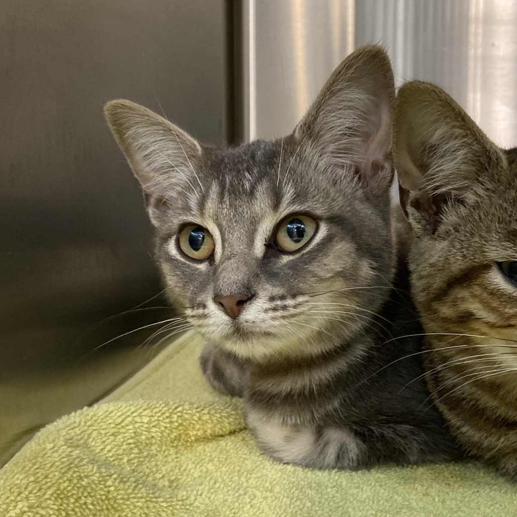 GERMAN SHEPHERD - Domestic Shorthair available for adoption