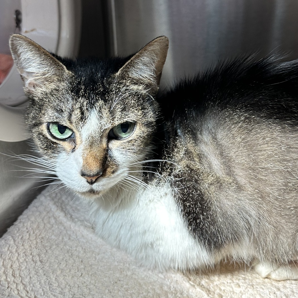 HARPER - Domestic Shorthair available for adoption