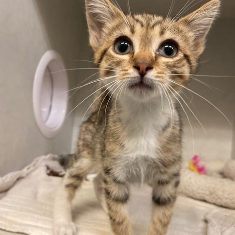 BRANDON - Domestic Shorthair available for adoption