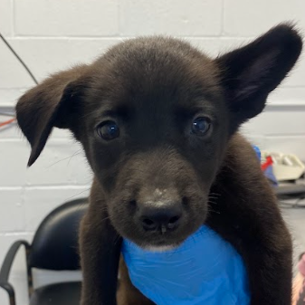 MANUELA - Terrier / Shepherd available for adoption