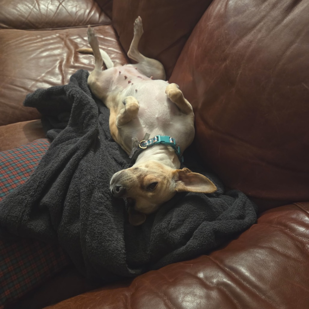 Lilly — thumbnail 2