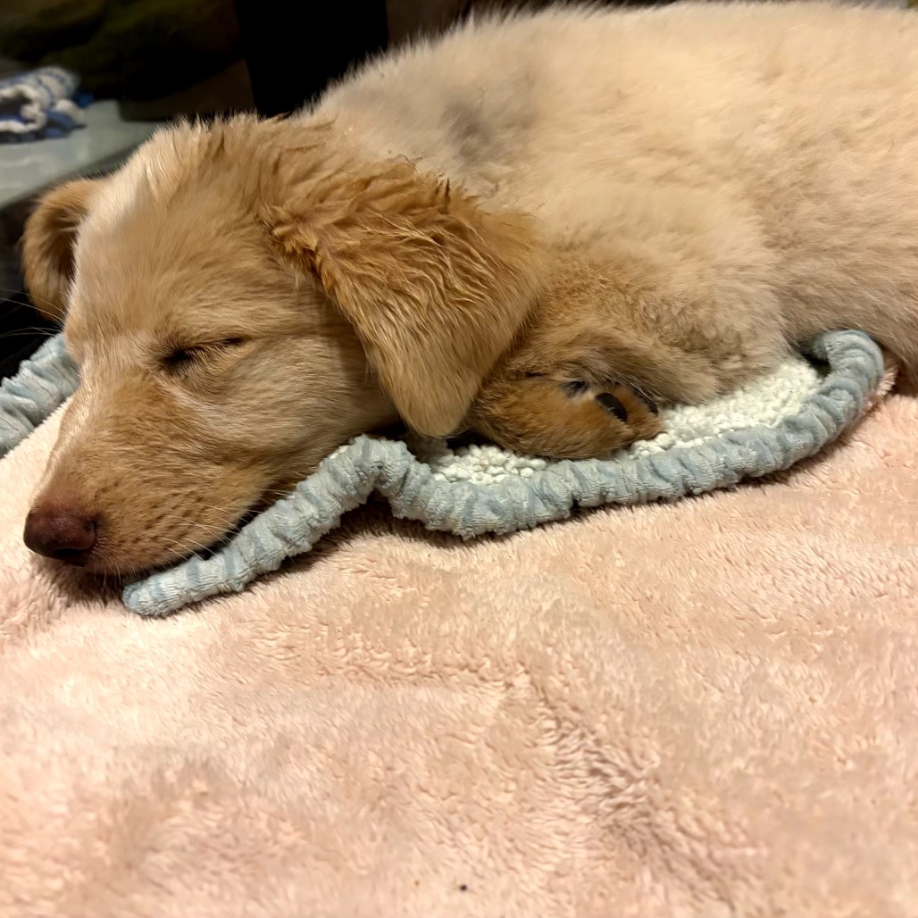PEARL - Retriever / Labrador available for adoption