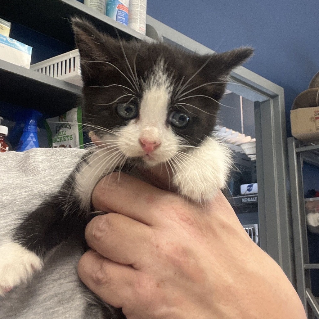 DIME - Domestic Shorthair available for adoption