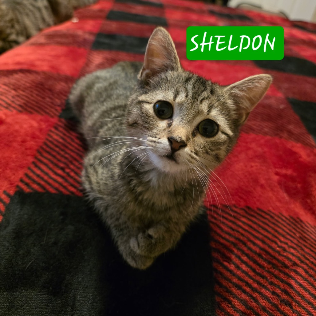 Sheldon 