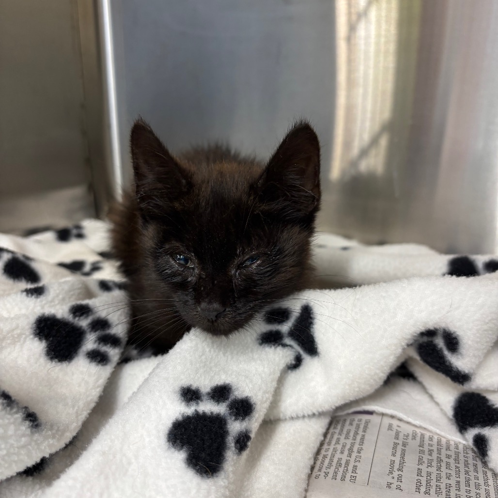 CARLOS - Domestic Shorthair available for adoption