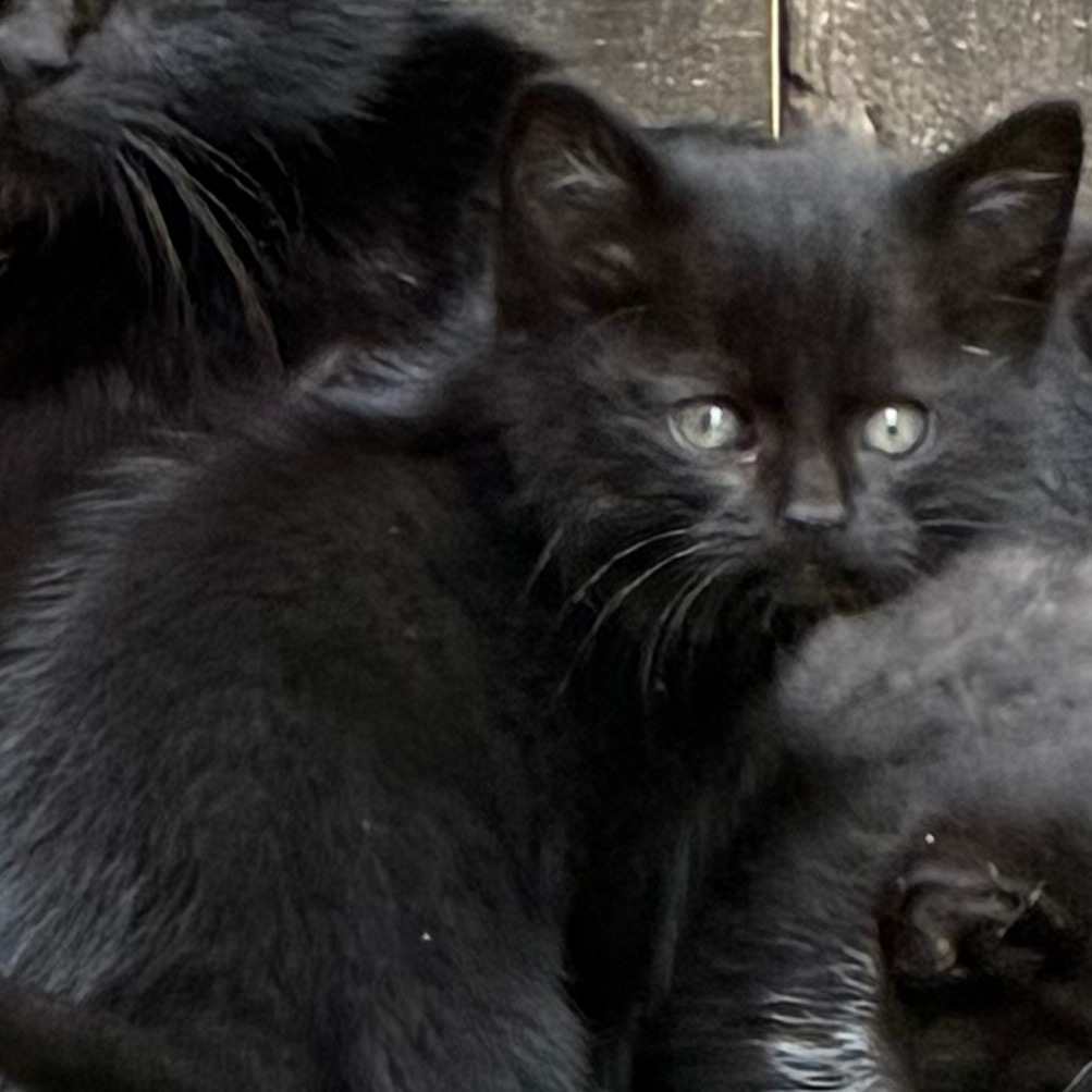 Grimlock - Domestic Medium Hair