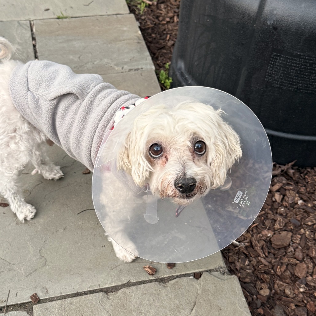 Roam 13751 — thumbnail 4