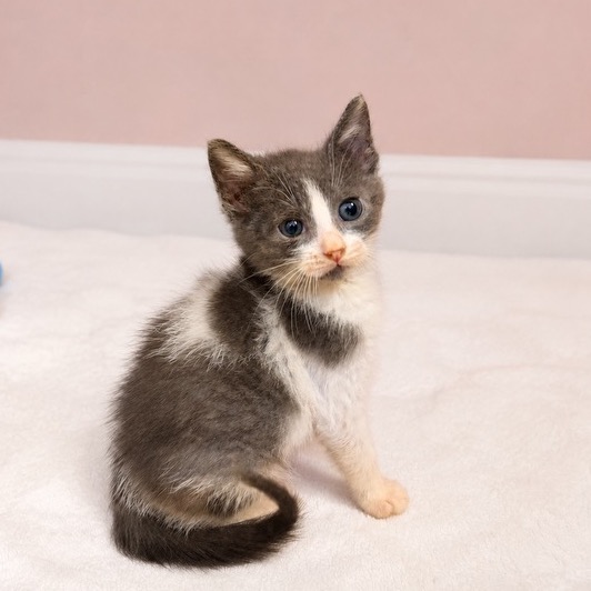 RHEA - Domestic Shorthair available for adoption