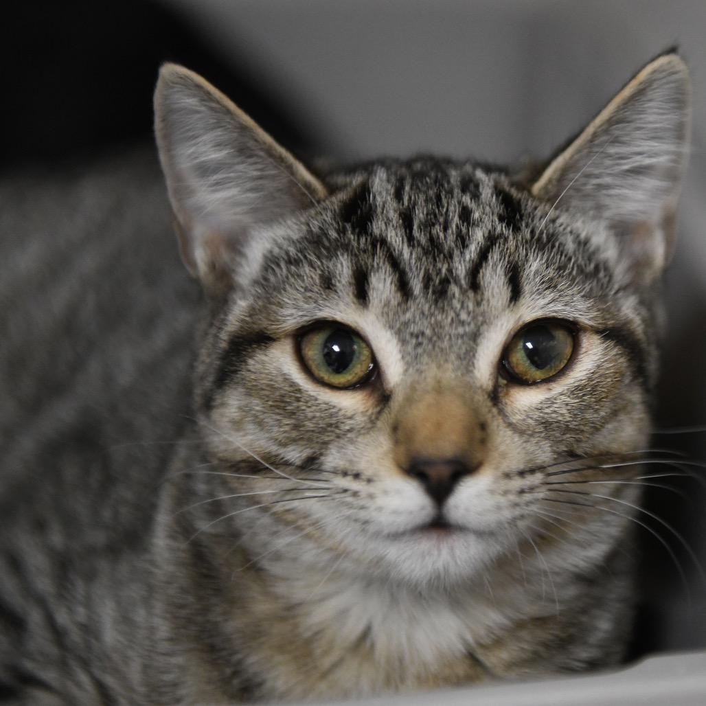 Hues n Cues - Domestic Shorthair