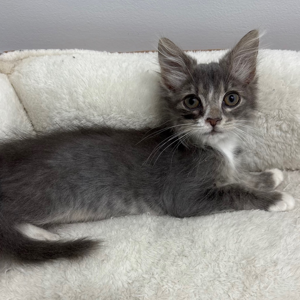 CRICKET - Domestic Shorthair available for adoption