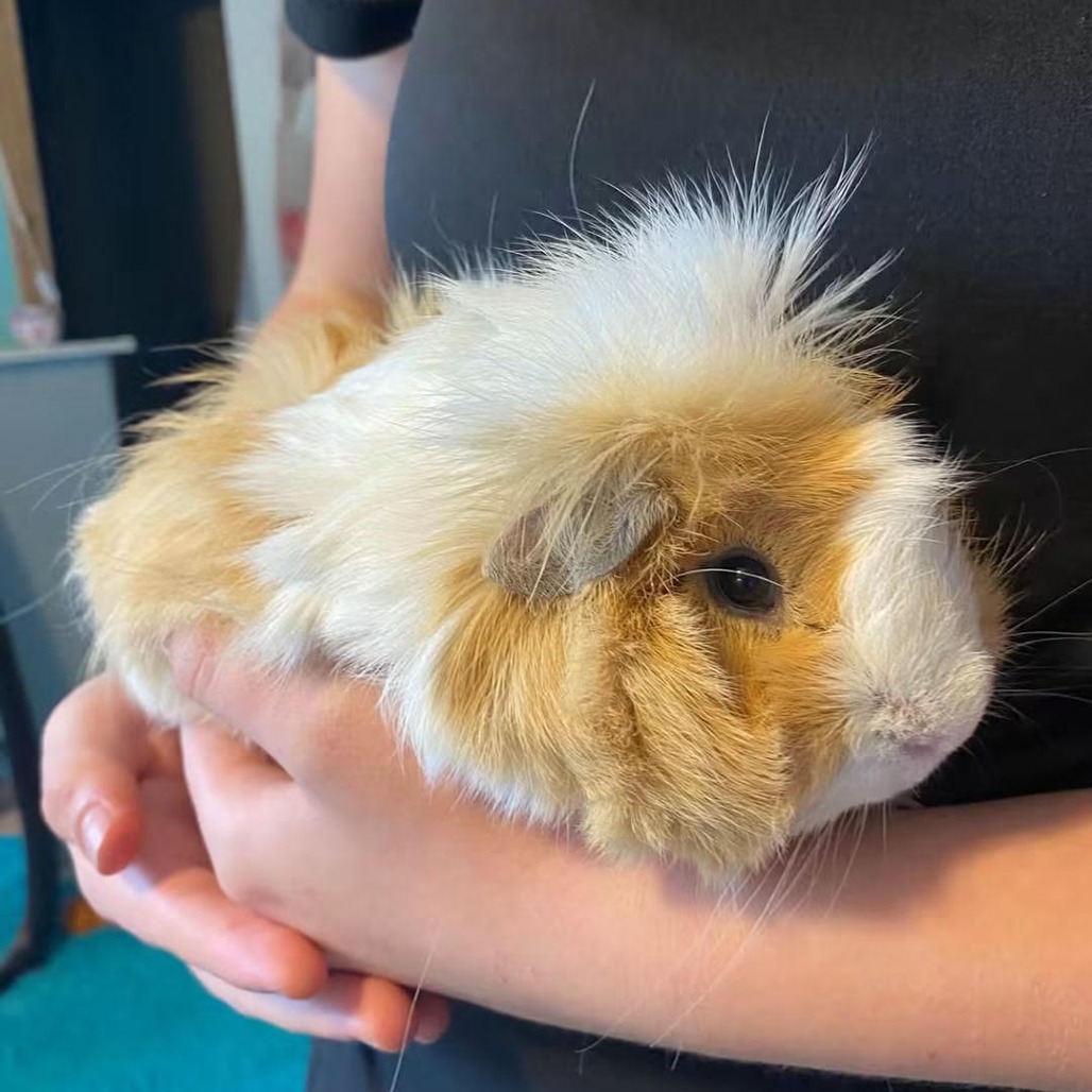 GusGus