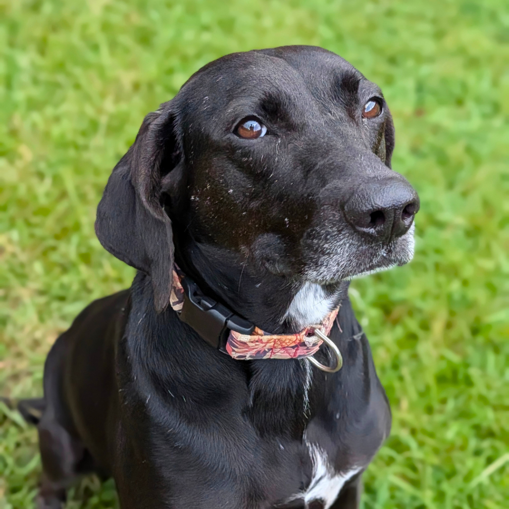 Phoebe 09-1747, photo 22
