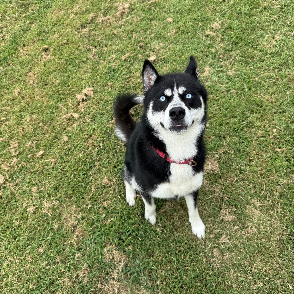 Sirius photo 4