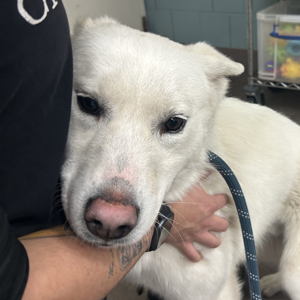 Shiro — thumbnail 2