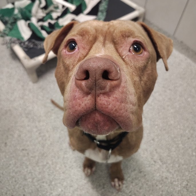 Sheila — thumbnail 5