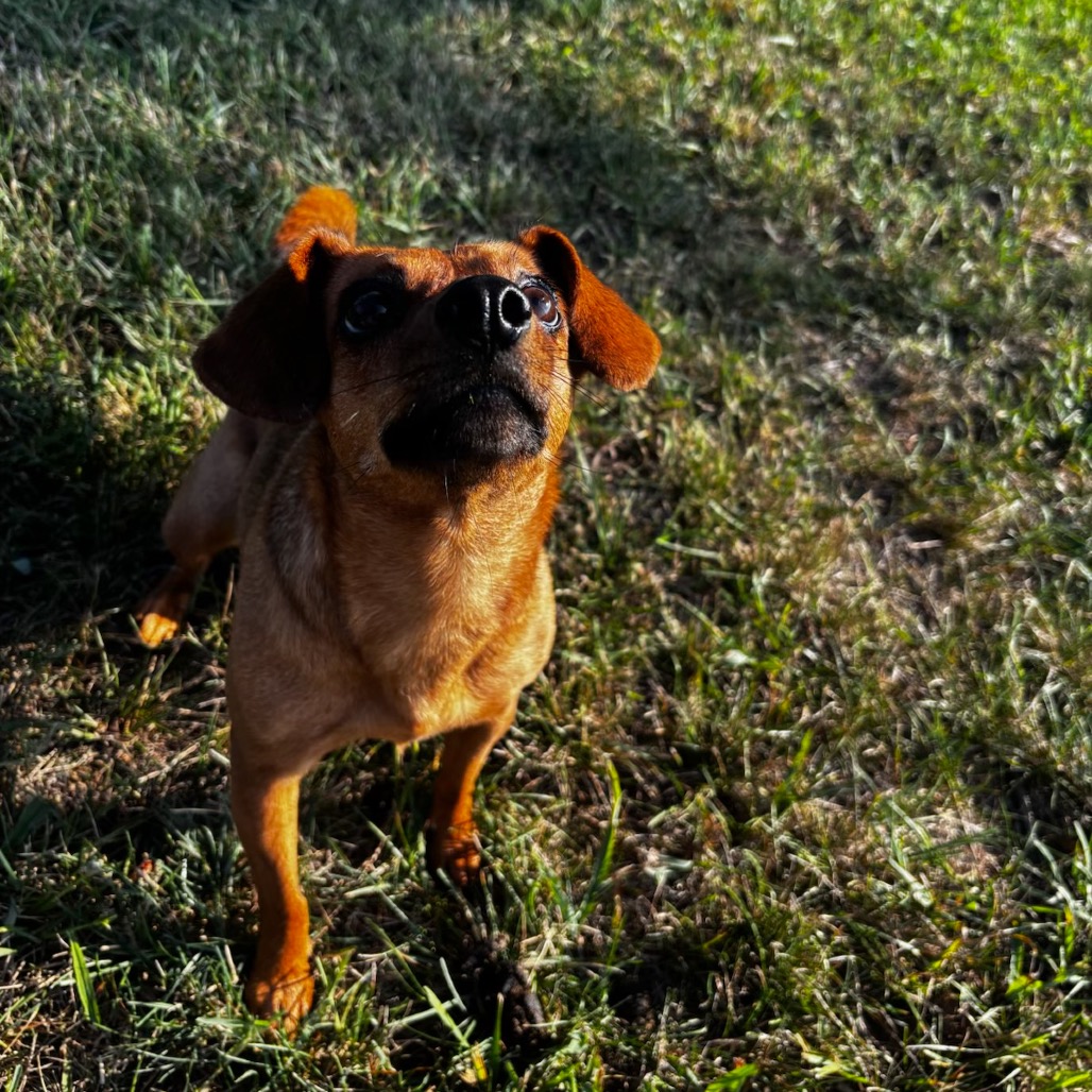 Daffodil(Dilly), photo 40