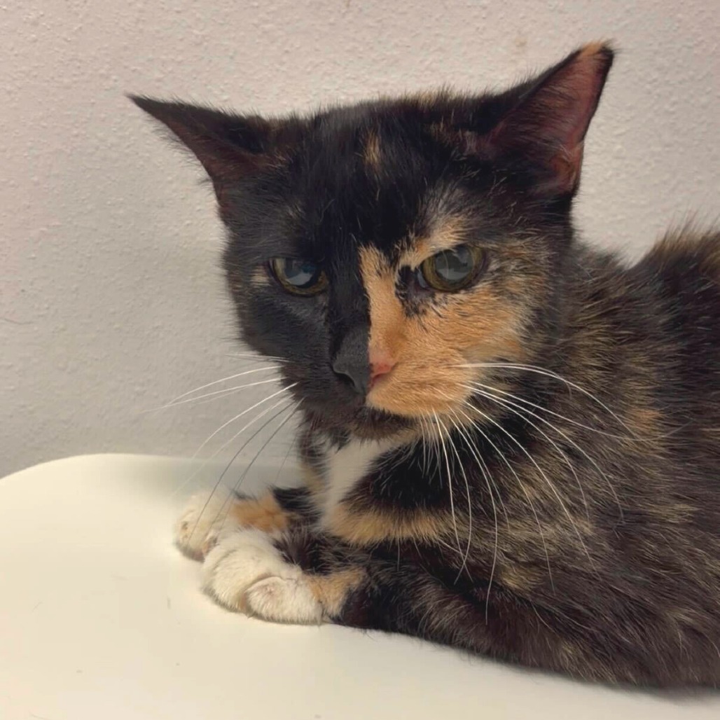 Sarabi, available for adoption at PVAS