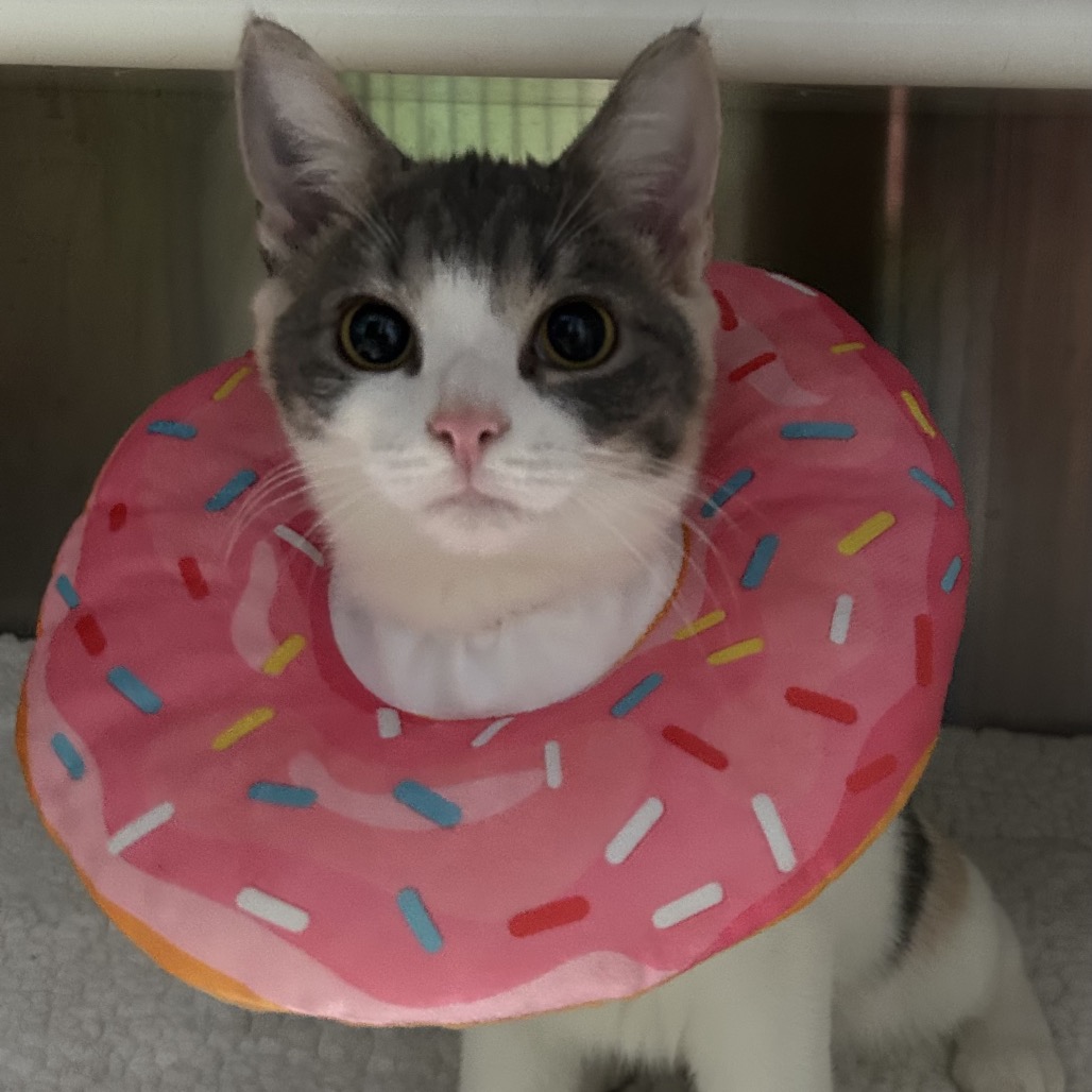 SUNSHINE - Domestic Shorthair for adoption in Stamford