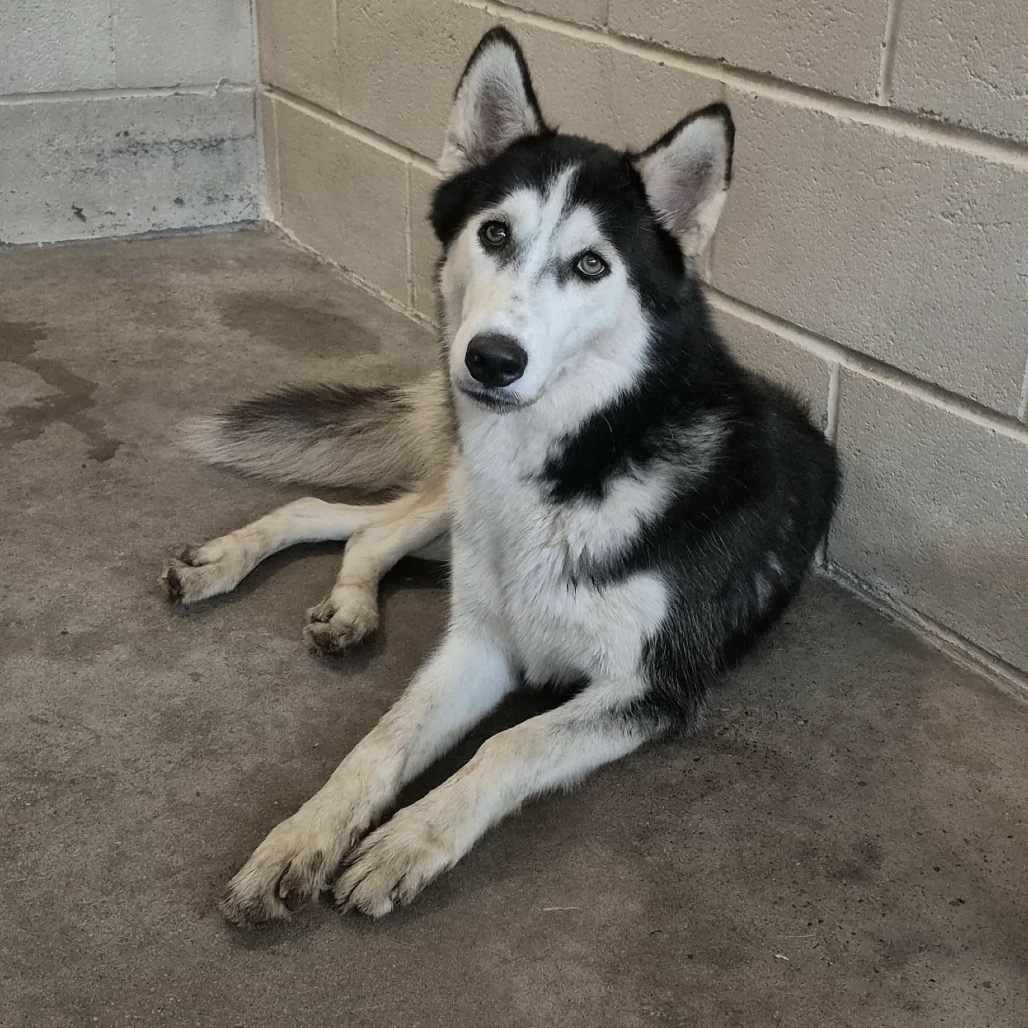 LEONARD - Husky available for adoption