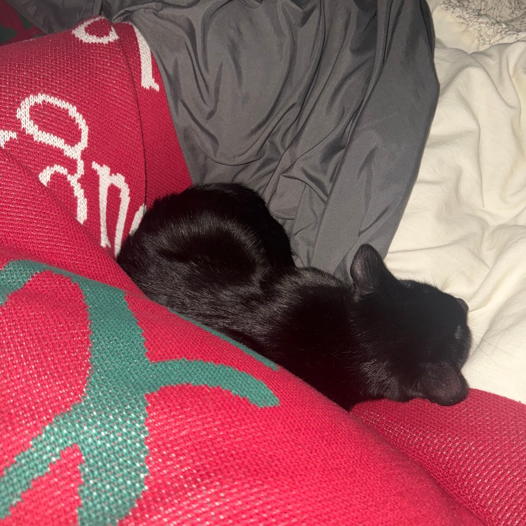 Zorro, photo 6