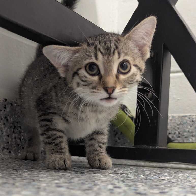 BEAR - Domestic Shorthair available for adoption