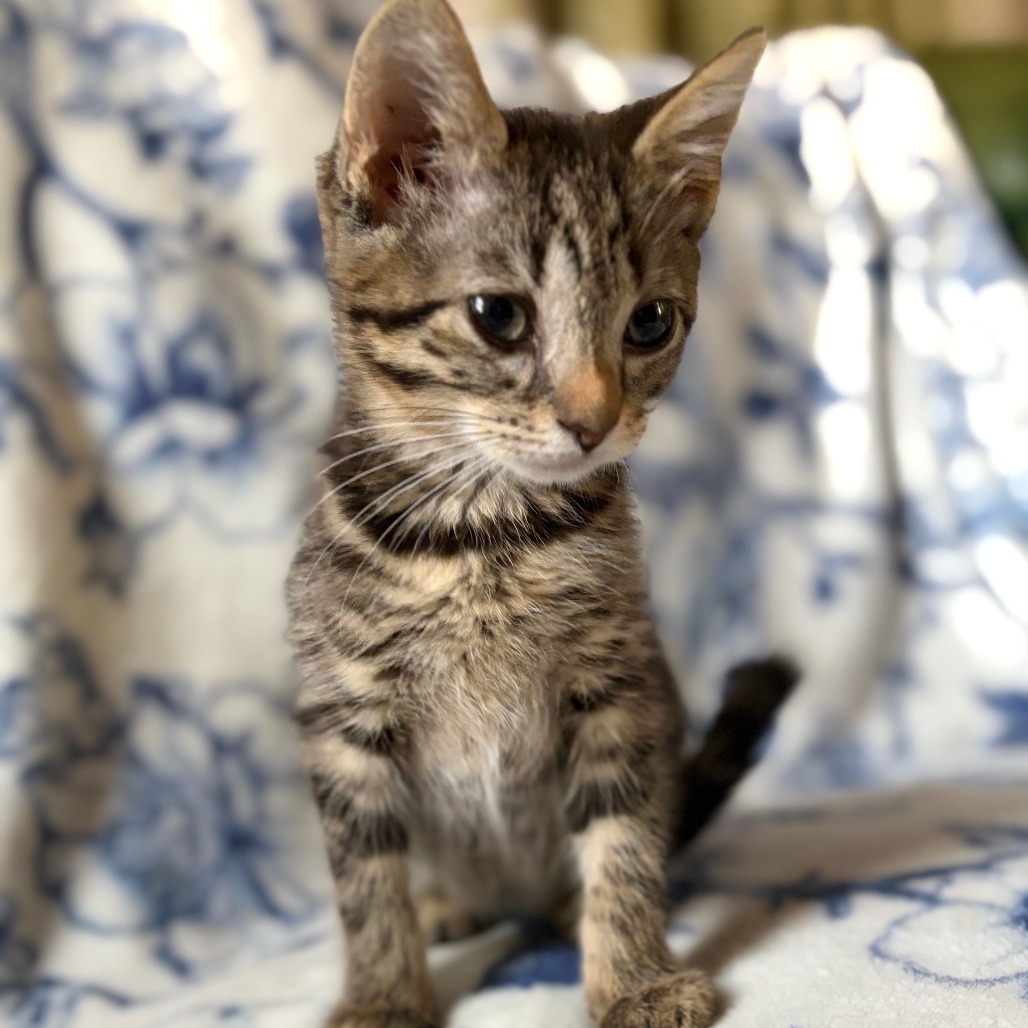 LAGOON - Domestic Shorthair available for adoption
