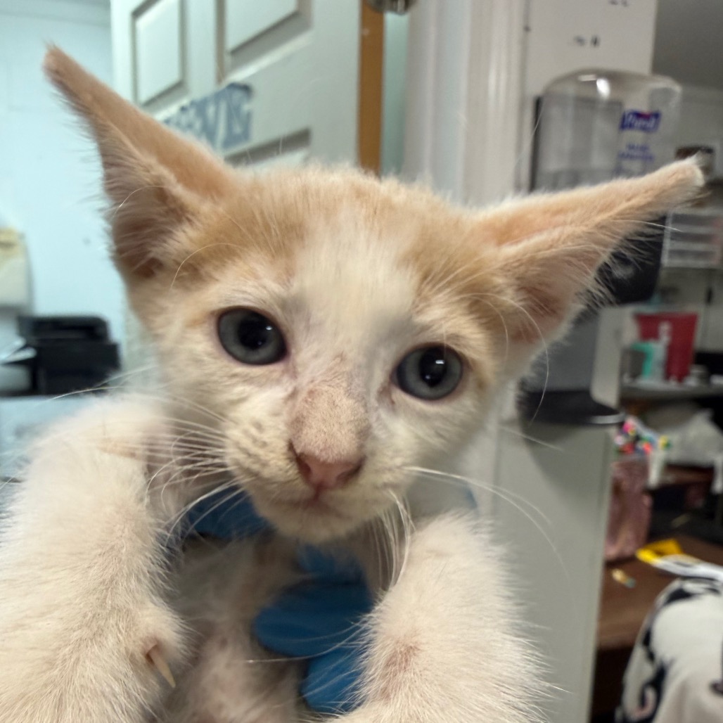 JUSTIN - Domestic Shorthair available for adoption