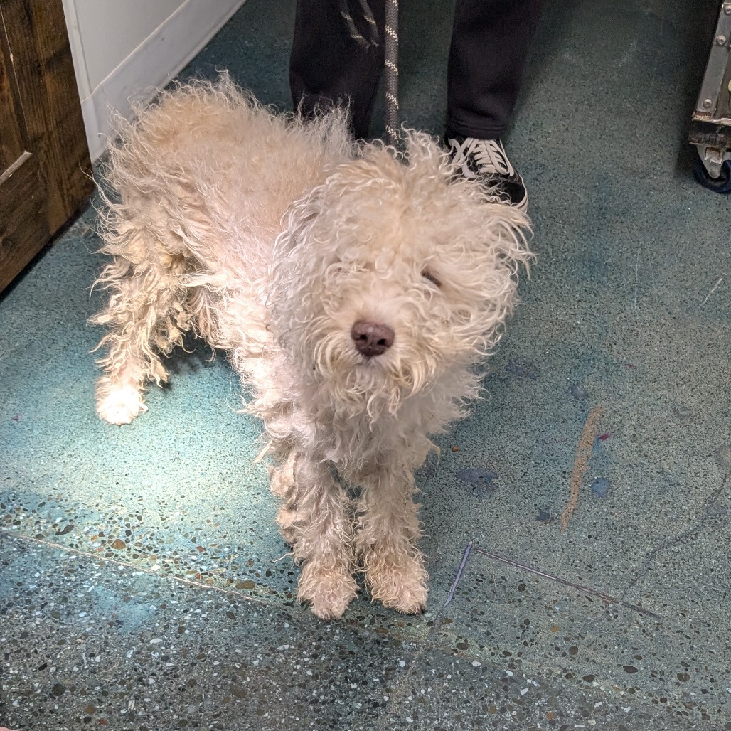 Puffle — thumbnail 3