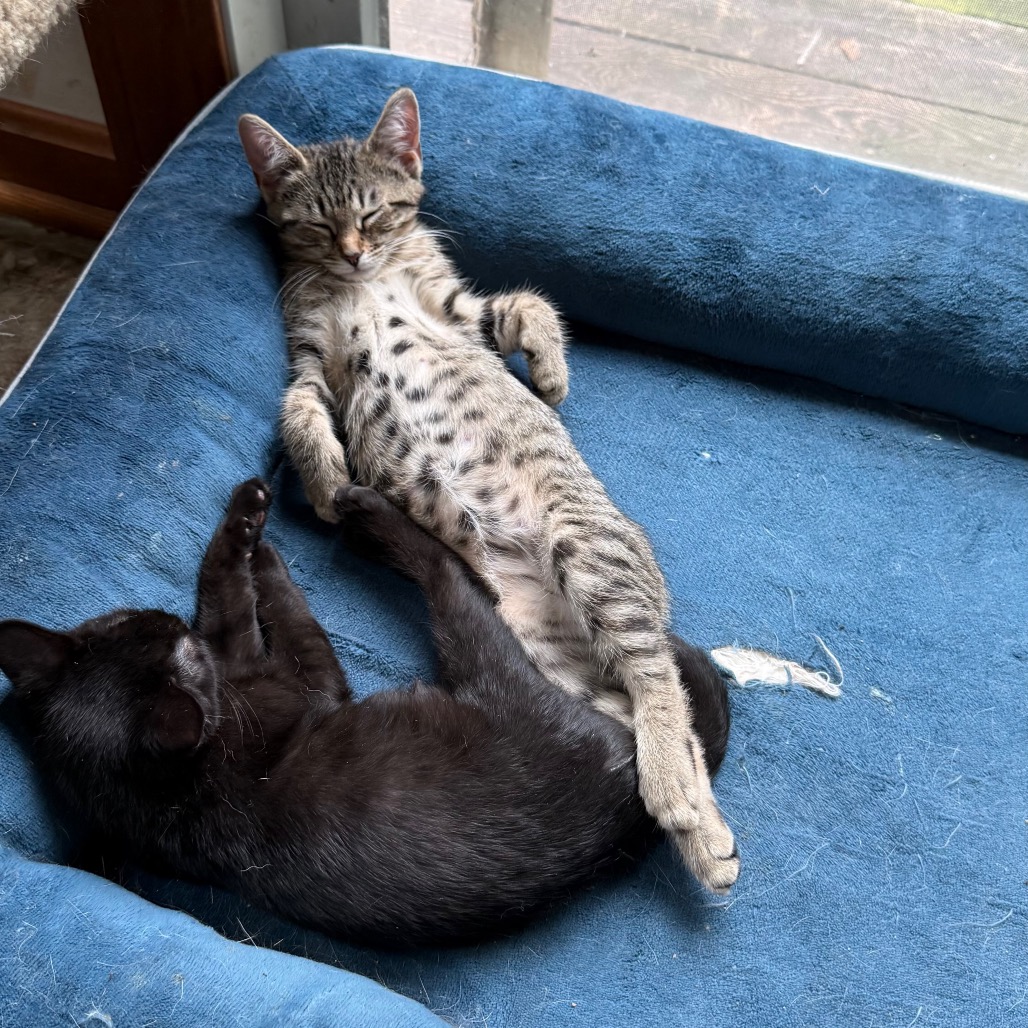 RUMPY - Manx available for adoption