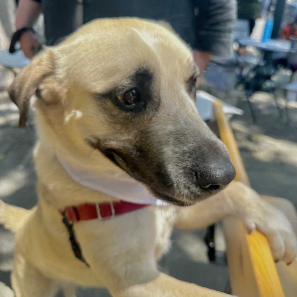 LADY DOGIVA now COOKIE, photo 4