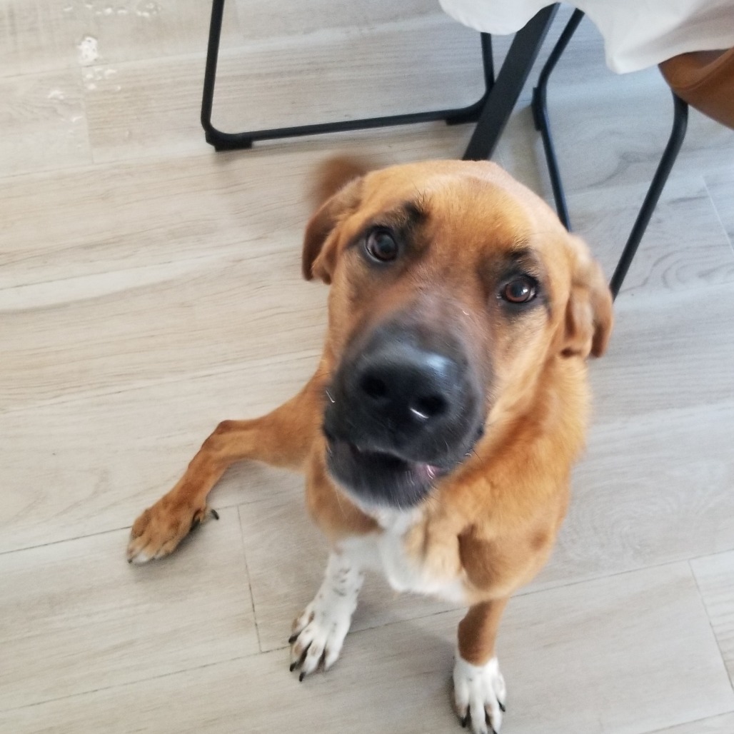 AILY - Shepherd, Anatolian / Mix available for adoption