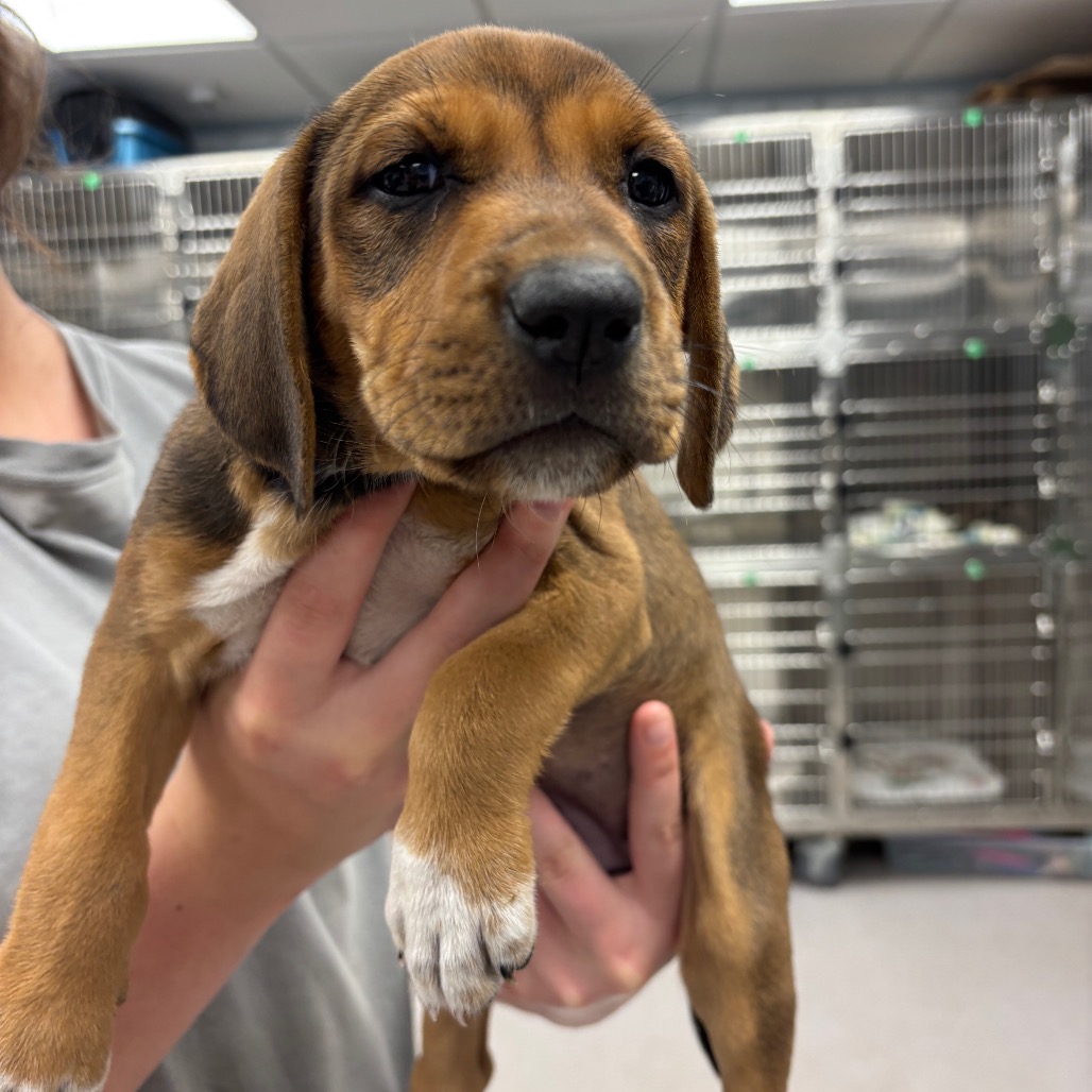 WHISPER - Hound / Retriever available for adoption