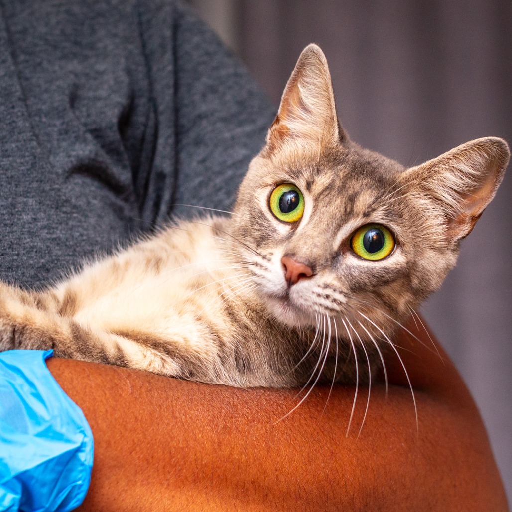 SANDY CHEEKS - Domestic Shorthair / Mix available for adoption