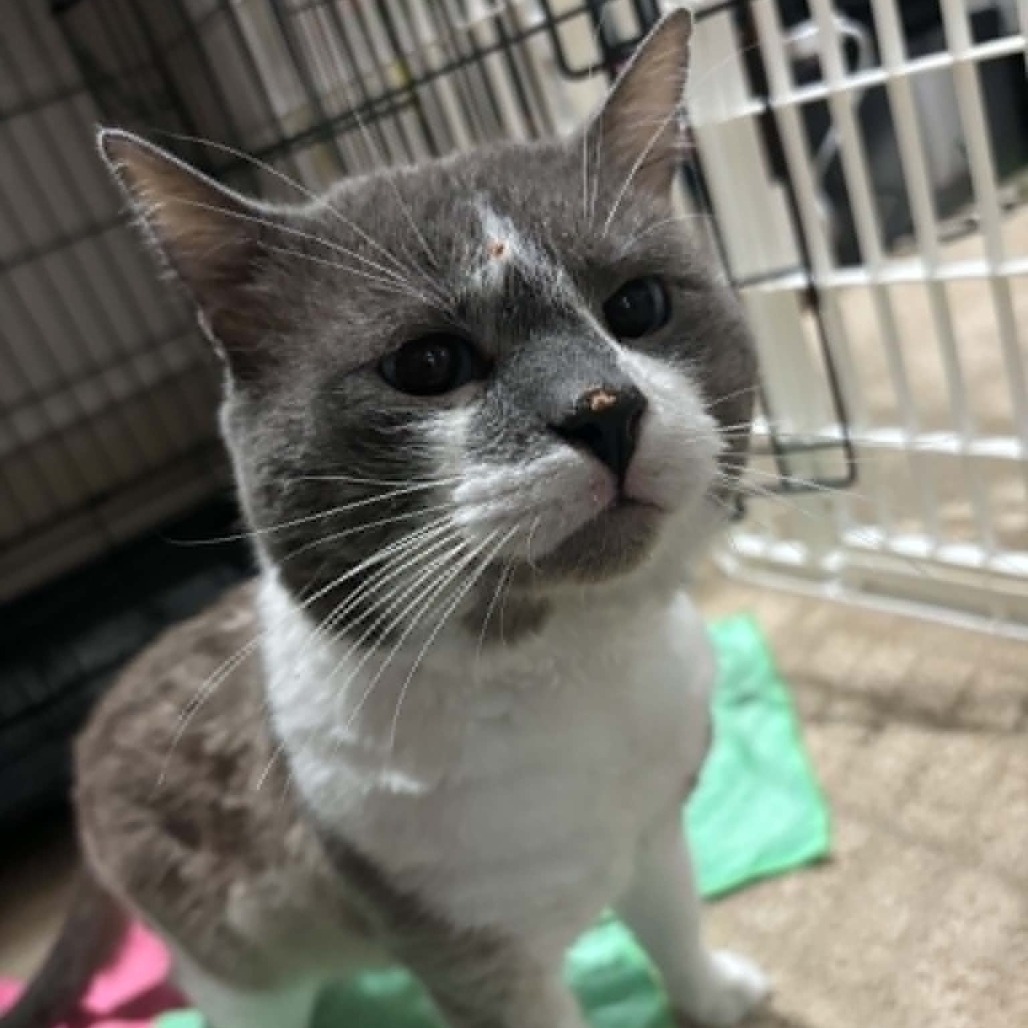 RIDDLER - Domestic Shorthair for adoption in Madison