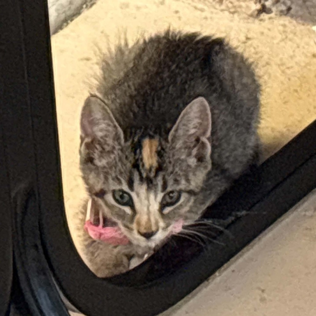 BO PEEP - Domestic Shorthair for adoption in Las Cruces
