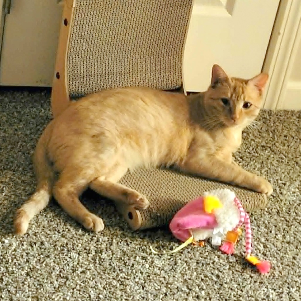 Jasper, photo 6
