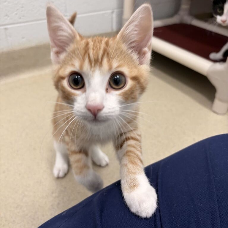 NOODLE - Domestic Shorthair available for adoption