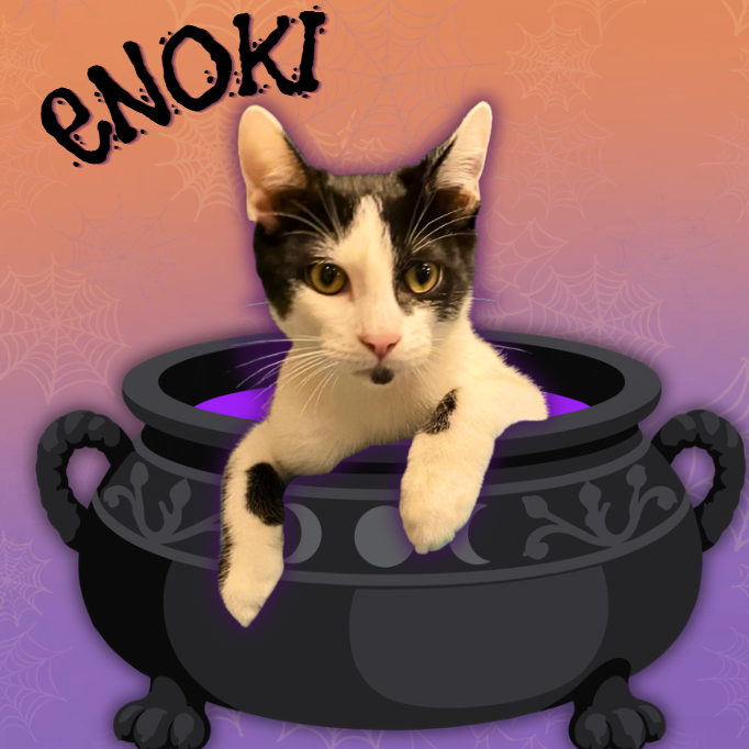 ENOKI - Domestic Shorthair available for adoption