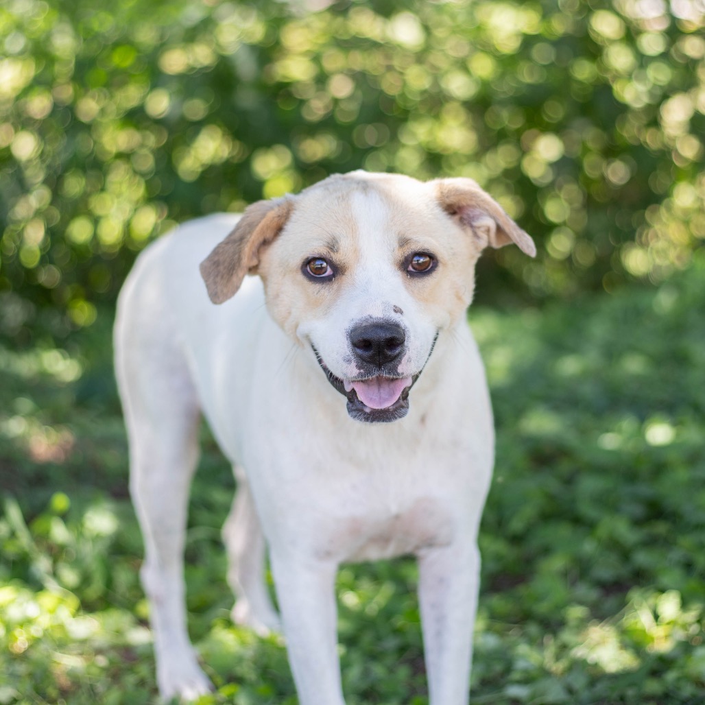 Marigold — thumbnail 2