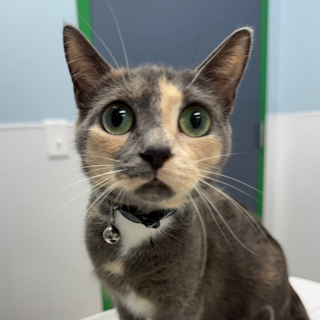 ORCHID - Domestic Shorthair available for adoption