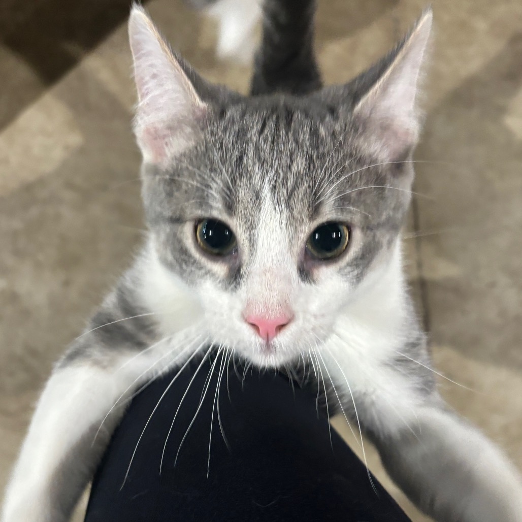 Rascal, photo 3
